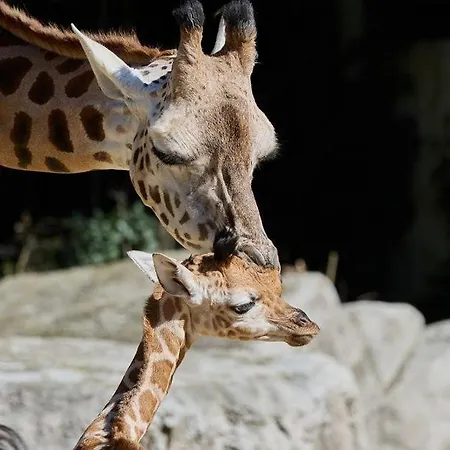 Holiday home La Maisonnette Du 207 La Palmyre